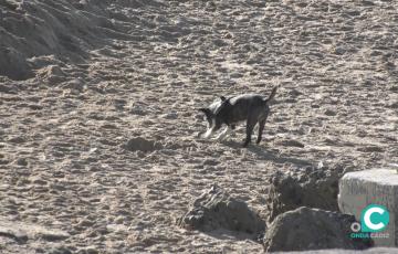 Los animales mayores son más vulnerables ante el calor