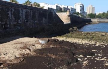 El Ayuntamiento ha pedido a la Demarcación de Costas que retire las algas de la playa