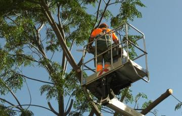 El Ayuntamiento ultima la poda de árboles en los entornos e itinerarios escolares de toda la ciudad