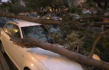 Imagen de uno de los vehículos aparcados en la vía pública que ha sufrido daños por el desprendimiento de ramas 