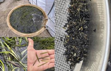 Investigadores Uca Publican El Primer Artículo Científico Sobre El Arroz Marino