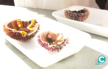 Fiestas Gastronómicas del Carnaval de Cádiz.