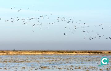 Parque Nacional de Doñana.