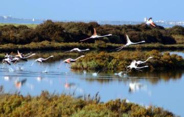 Parque Natural Bahía de Cádiz