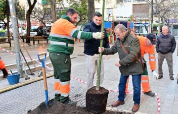 Plantación de un ejemplar de brachichito en la Plaza Pintor Clemente de Torres.