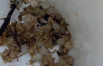 Bolitas de pélet recogidas en la playa de Bolonia en Tarifa.
