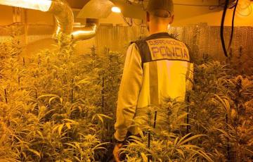 Un agente examina una de las plantaciones de marihuana intervenidas.