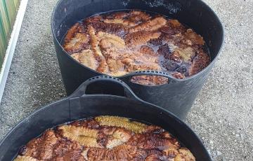 Los pepinos de mar intervenidos por efectivos de la Policía Local de Chiclana.