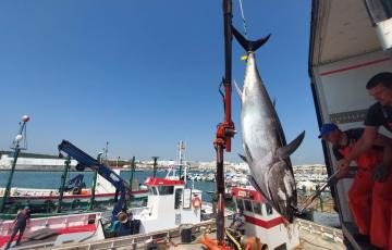 Primera 'levantá' del atún rojo en la almadraba de Barbate