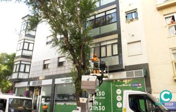 Desde primera hora de la mañana se están llevando a cabo trabajos para la revisión del arbolado de esta vía.