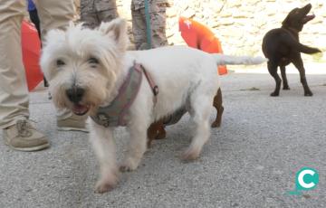 El acto contó con una exhibición de las capacidades de los guías caninos de las Fuerzas y Cuerpos de Seguridad del Estado.