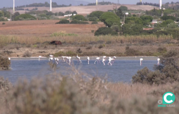 Los flamencos es una de las especies más reconocibles que conforman este particular ecosistema