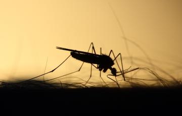 El mosquito es el principal transmisor del Virus del Nilo