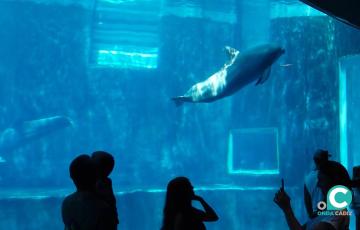 La patronal anuncia un posible proyecto de acuario en la capital gaditana. 