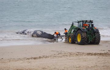 Momento del arrastre del animal marino fuera de la orilla por parte de operarios de limpieza municipales