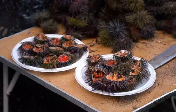 El erizo es uno de los productos más icónicos de la fiesta