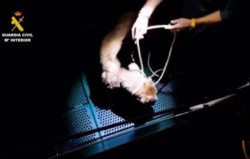 El animal tras ser puesto a salvo por efectivos de la Guardia Civil