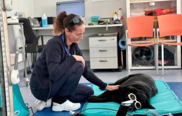 Consulta de un veterinario en una imagen de archivo