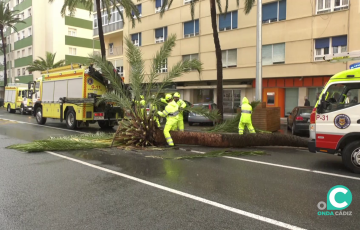 Operarios actuan para retirar partes del tronco derribado por las consecuencias de los efectos del temporal