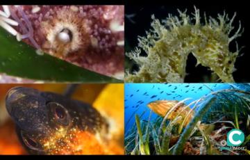 Imágenes que nos deja el Proyecto Posidonia.