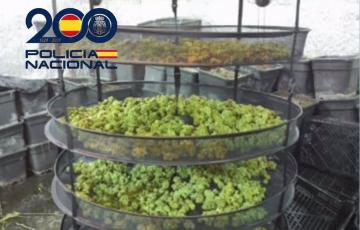 Cogollos de marihuana incautados en un operativo en Sanlúcar.