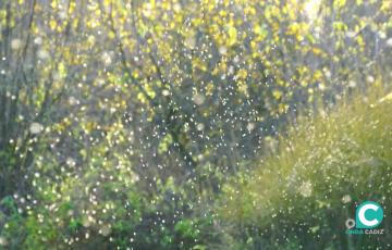 Salud informa a los ayuntamientos de la provincia sobre los planes de control de mosquitos. 