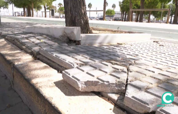 Estado del acerado por efecto de las raices de árboles en la capital gaditana
