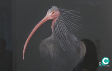 La obra de Pedro Fernández-Pujol, 'BeShow', explora el límite entre lo animal y lo humano. 