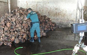 Un agente con las cepas de brezo halladas en la localidad gaditana