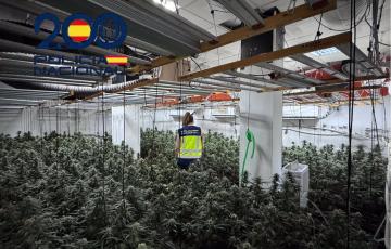 Plantación desmantelada en el centro de Sanlúcar.