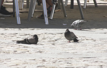 Palomas en la plaza de la Catedral 