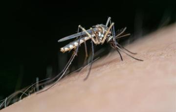 Un ejemplar de mosquito, vector de transmisión del virus del Nilo occidental.