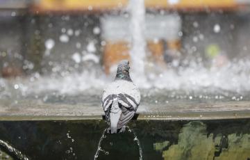 Una paloma en una fuente, en una imagen de archivo