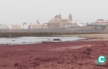 Alga invasora 'Rugulopterix okamurae' en la playa Santa María del Mar