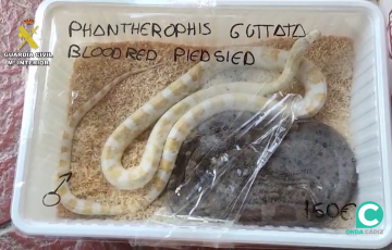 Algunos de los especímenes incautados durante el operativo