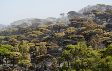 Vegetación quemada en el incendio en Tarifa.