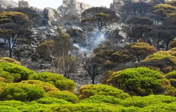 Grupos de bomberos forestales, un agente de medio ambiente y dos autobombas han sofocado las llamas 