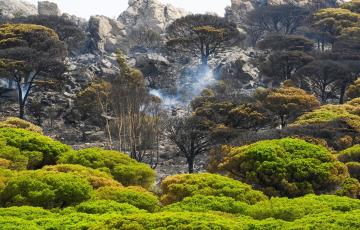 Vegetación quemada en el siniestro