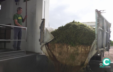 La vendimia de este año en la provincia sera más reducida pero de mayor calidad