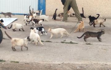 Actualmente existen 19 colonias felinas y 257 gatos censados en la ciudad