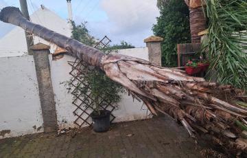 Un árbol caído en la localidad gaditana