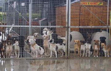 El nuevo espacio estará ubicado junto a la depuradora, en la carretera que une Cádiz con San Fernando