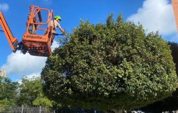 Campaña de revisión y mantenimiento del arbolado de la ciudad.