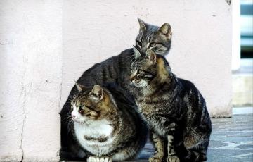 Gatos en una imagen de archivo