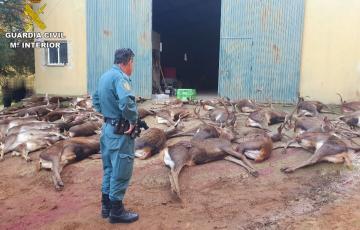 Un agente de la Guardia Civil ante los ejemplares cazados