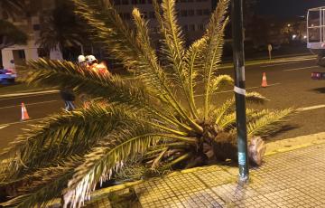 Una palmera caída en la Avenida por efecto del potente viento este viernes