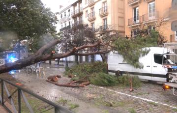 El intenso temporal causa la caída de dos árboles en el frente de Canalejas.
