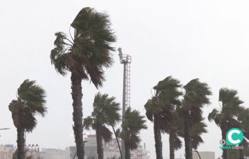 Palmeras en la mañana de este martes en la capital gaditana