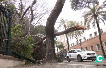 Un automóvil pasa junto a un árbol caído junto al parque Genovés.