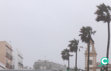 Palmeras azotadas por el viento en el Campo del Sur